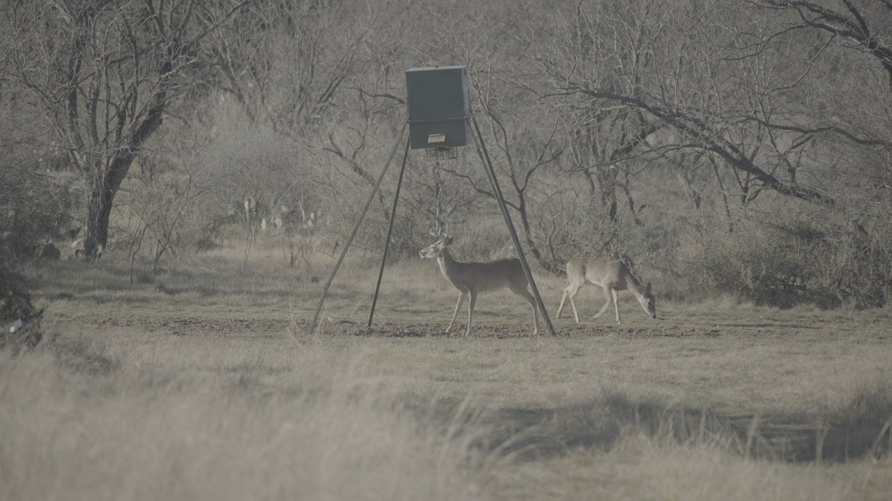 Deer in the clearing