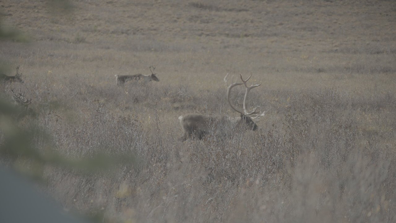 Caribou on open tundra