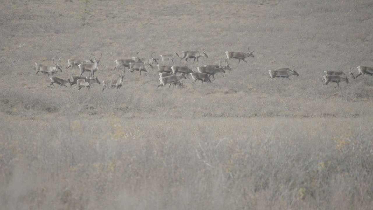 A herd moving across the country