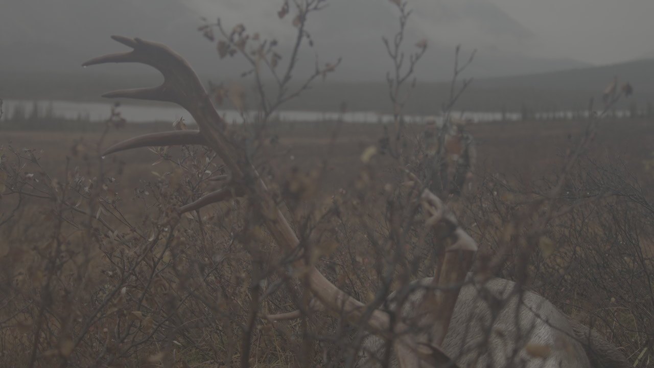 Caribou antlers in the field
